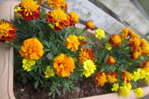 マリーゴールド