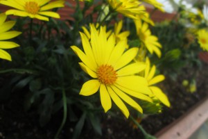 この花の名前を