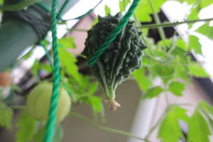 ゴーヤ×フウセンカズラ