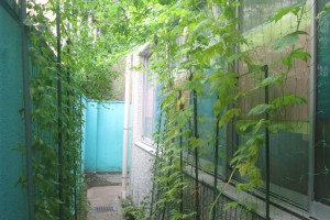 グリーンカーテン